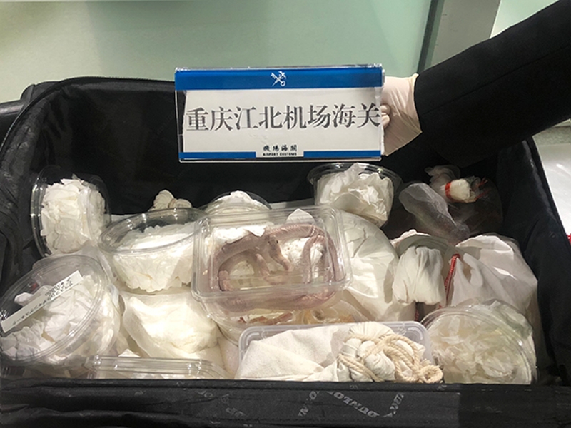 10月25日，重庆海关旅检渠道截获活体蛇21条 (2)
